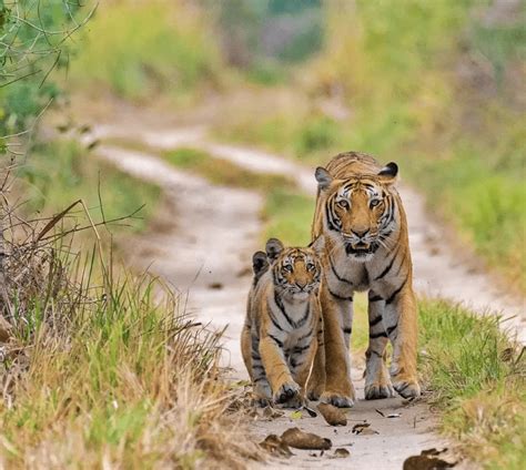 THE MANILA HOME (Jim Corbett National Park, Uttarakhand).